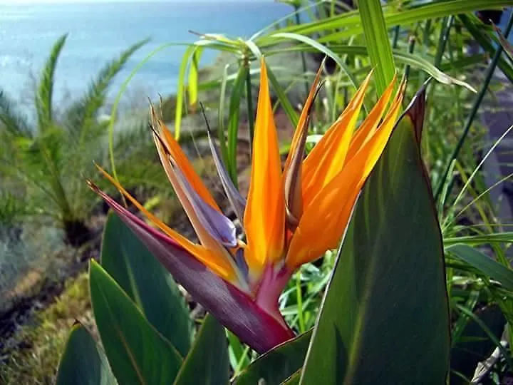 Tenerife Apartment Colina Blanca Adeje