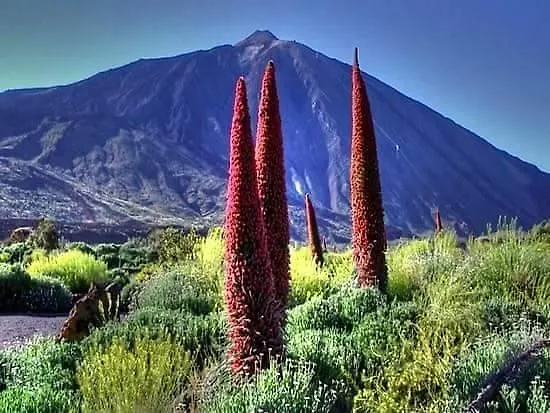 Tenerife Apartment Colina Blanca Adeje